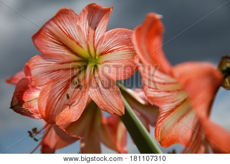 Amarilis Flowers Against Sky Background