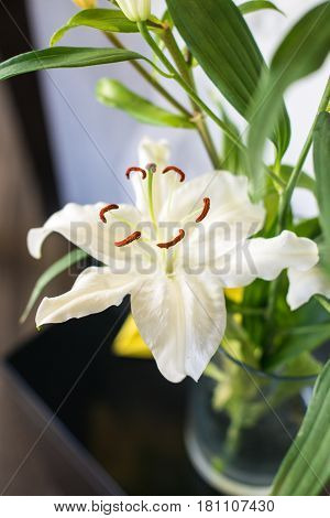 Beautiful lily flower, gentle white flower over simple background, spring time season