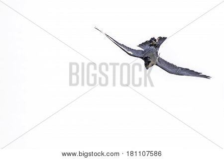 Peregrine falcon (Falco peregrinus) bird of prey upside down hunting stoop. High speed dive by the world's fastest animal. Here approaching 200 mph or 320 km/h. Plain white background with copy space.
