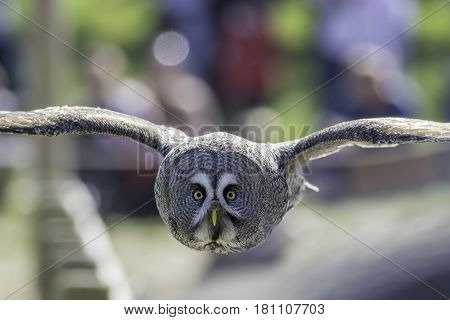 Great Grey (Gray) Owl (Strix nebulosa) bird of prey in level flight facing camera. Head on view displays the largest facial disc of any bird.