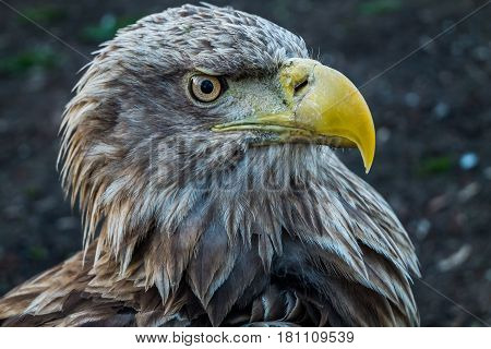 Eagle Close Up Portrait with natural light