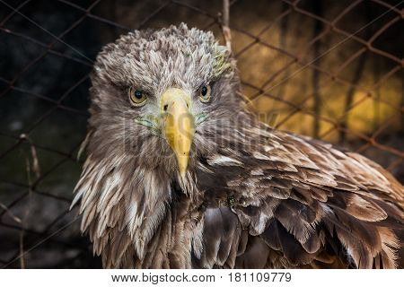 Eagle Close Up Portrait with natural light