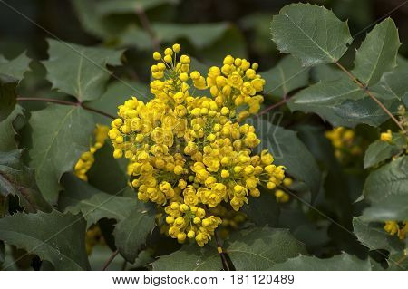 Bush of Oregon grape or Mahonia aquifolium in springtime, Sofia, Bulgatia