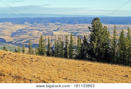 Looking Beyond Evergreen Trees into the Wallowa Valley Oregon USA