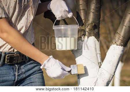 Spring Protection Of Fruit Trees In The Garden