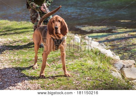 Bloodhound dog with water and a person's hands in the background.