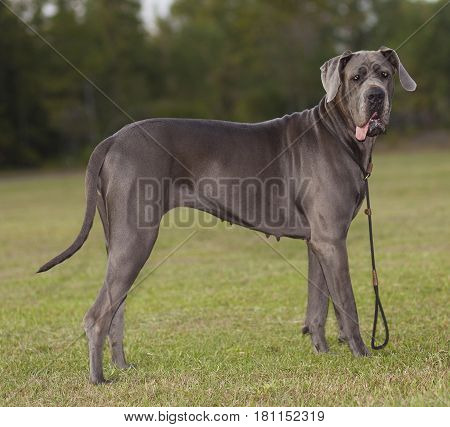 Blue Great Dane female purebred on a grassy field