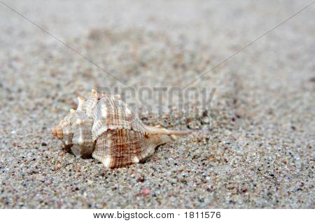 Shell