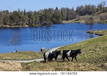 Belted Galloway Cattle grazing on the shores of the beautiful Tarn Hows in the Lake District in Cumbria UK.