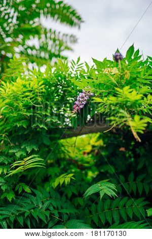 Flowering tree wisteria in Montenegro, the Adriatic and the Balkans.