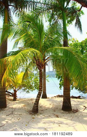 Palms on the beach of the tropical islands