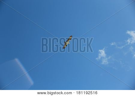 Bird in the blue sky flying in the midday