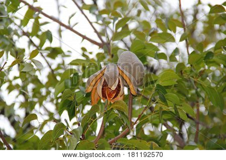 Mahogany tree brown fruit on the branch