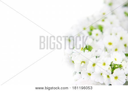 Petunias, Yellow daffodil,pansies, snapdragon and marigold, beautiful flower green grass background black white