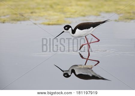 Black-necked Stilt Foraging In A California Pond