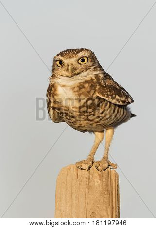 Burrowing Owl Perched On A Fence Post - California