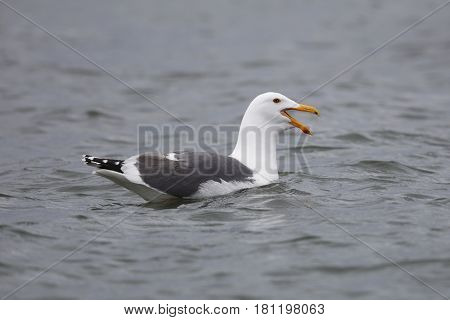A California Gull Calls While Swimming In A California Estuary