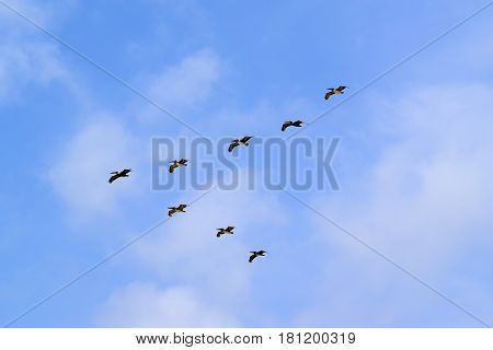 Birds Flying In V Formation In Tulum
