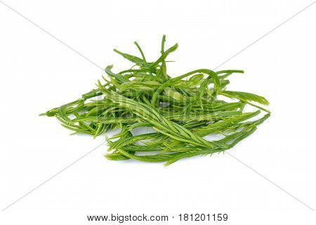 fresh Climbing Wattle Acacia Cha-om on white background