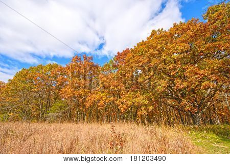 Meadow and Trees in the Fall in Wisconsin