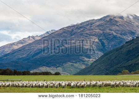 Many sheep in front of beautiful mountain in New zealand.