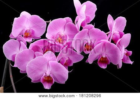 Pink orchid flower isolated on black background