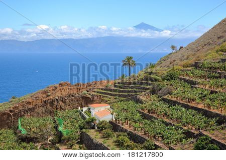 AGULO, LA GOMERA, SPAIN: Cultivated terraced fields near Agulo village with the Atlantic Ocean and Teide volcano (in Tenerife Island) in the background
