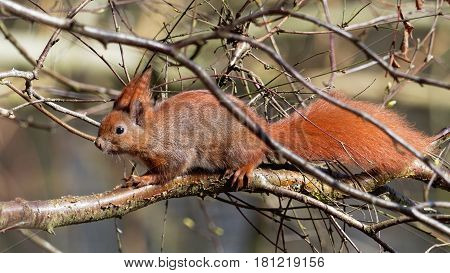Cute squirrel with a short nose - Sciuridae