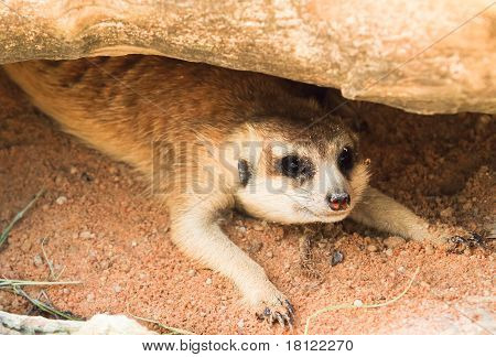 Erdmännchen