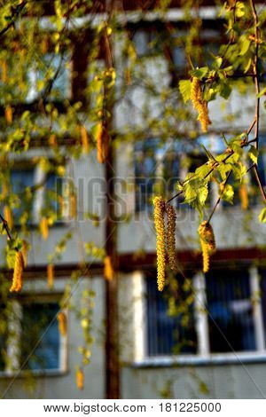 Young leaves on bearch tree in early spring