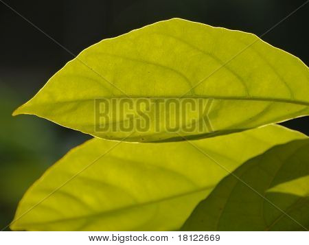 Hoja verde