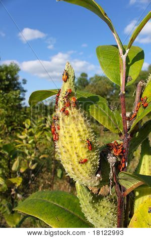 Milkweed Bug (Oncopeltus fasciatus)