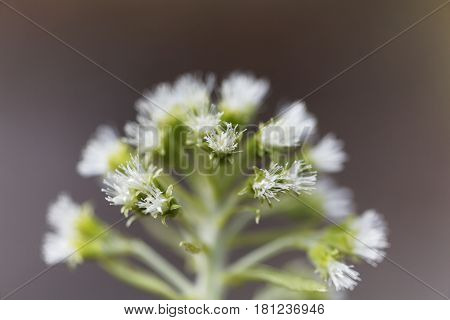 Macro photo of a white butterbur (Petasites albus) flower.