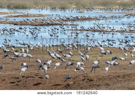 Cranes at Lake Hornborga during migration at springtime in Sweden. During its peak late March - early April up to 20000 cranes can be counted daily.