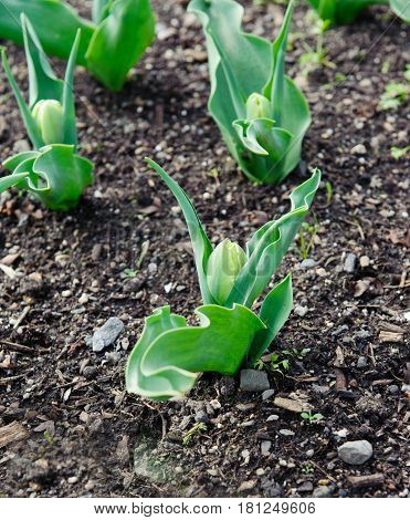 Nice closed tulip buds on a spring time