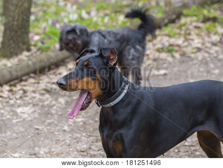 German Pinscher dog walking in the park with mouth open and tongue hanging out