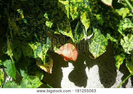 Abutilon , Abutilon pictum  Thompsonii flowers blosom