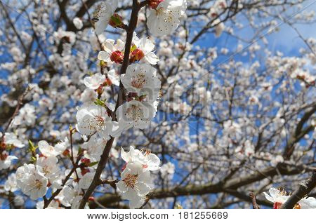 Flowering apricot tree in spring - white flowering