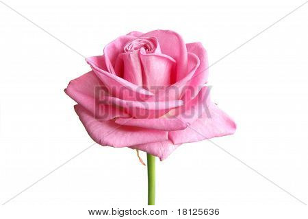 rose bud