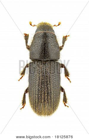 Hylurgus Ligniperda