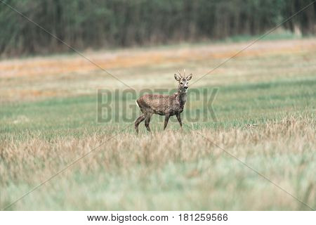 Roebuck Walking In Meadow. Alert Looking Around.