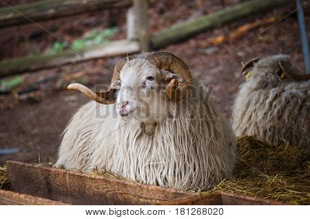 Wallachian sheep (Ovis orientalis aries), farm animal