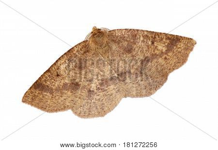 Hemlock Looper moth (Lambdina fiscellaria) isolated on a white background