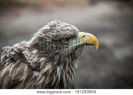 Eagle Close Up Portrait with natural light