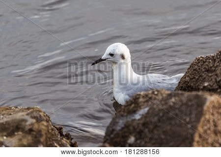 Black billed seagull in the ocean with rocks in the foreground