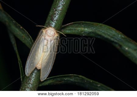 Lacewing Moth , Lacewing Moth of Borneo