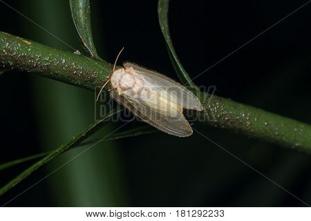Lacewing Moth , Lacewing Moth of Borneo