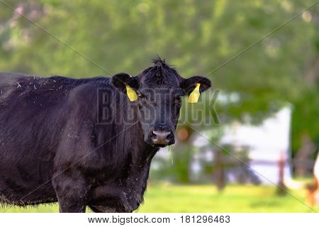 Black Angus cow with two yellow ear tags with blurred background