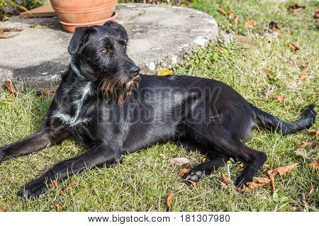 A black dog lying in the garden in France