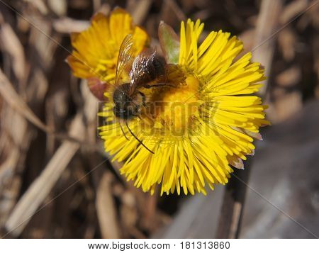 Wasp Collects Nectar On A Flower. A Bud Of A Plant Foalfoot.